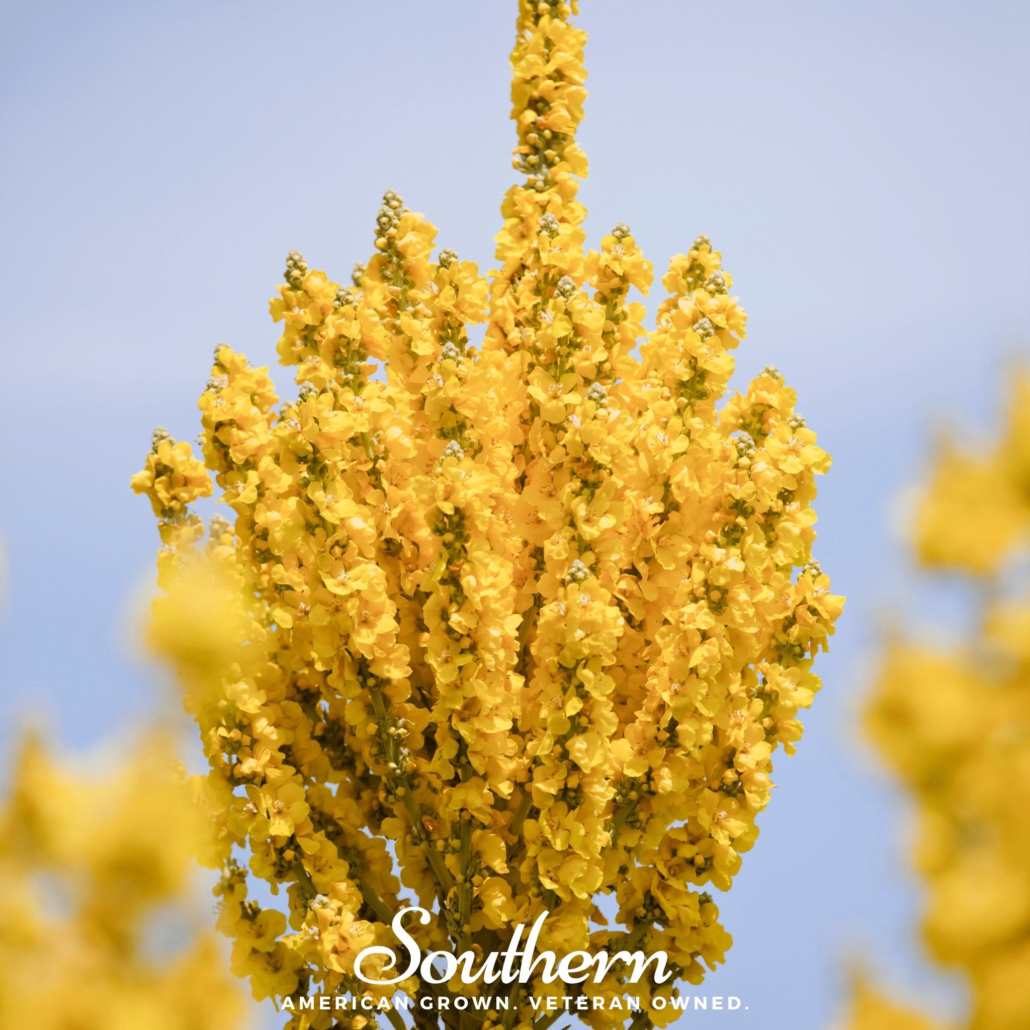 Mullein, Greek (Verbascum olympicum) - 100 Seeds - Southern Seed Exchange