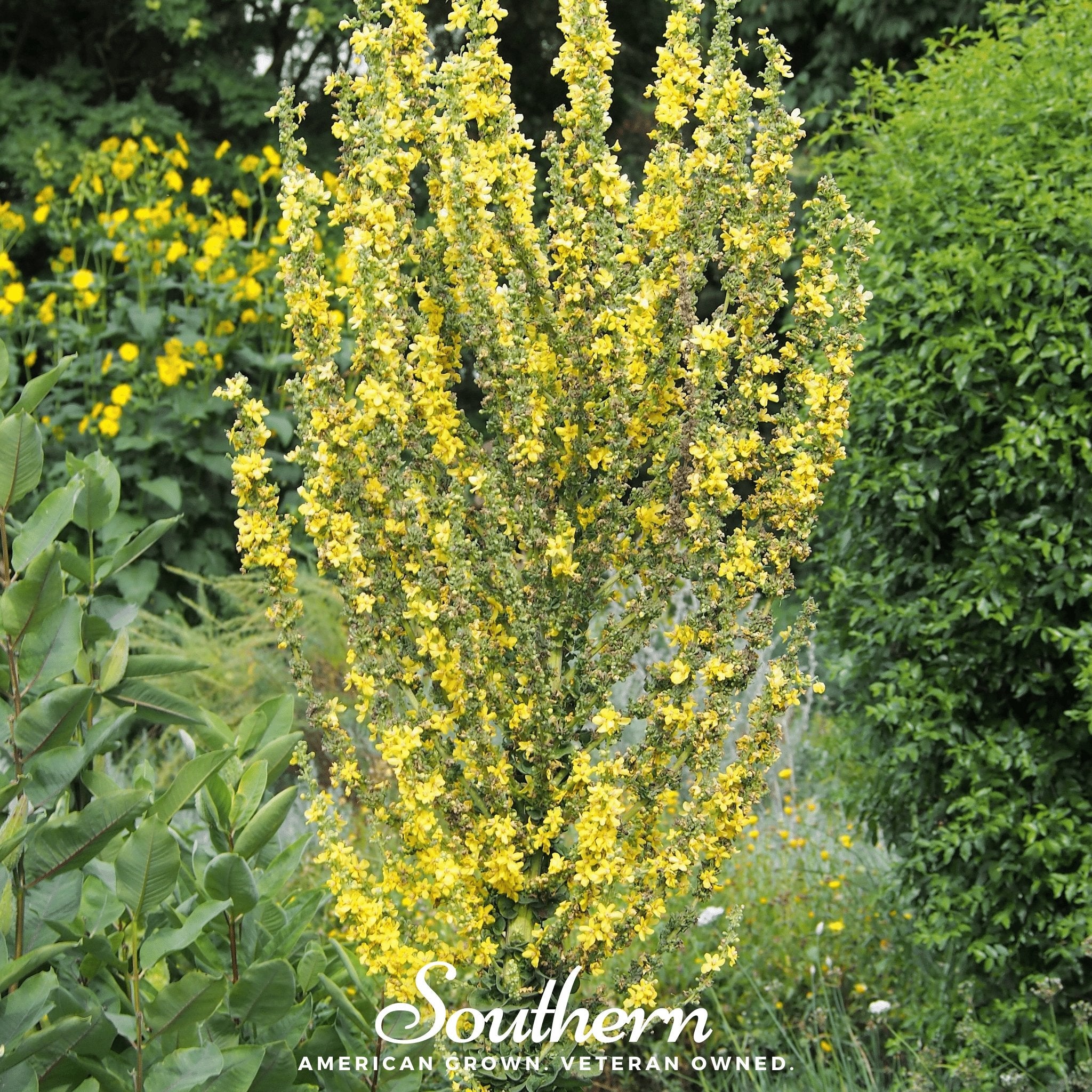 Mullein, Greek (Verbascum olympicum) - 100 Seeds - Southern Seed Exchange