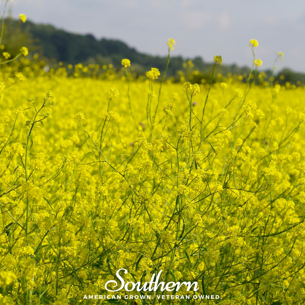 Mustard, Black (Brassica Nigra) - 500 Seeds - Southern Seed Exchange
