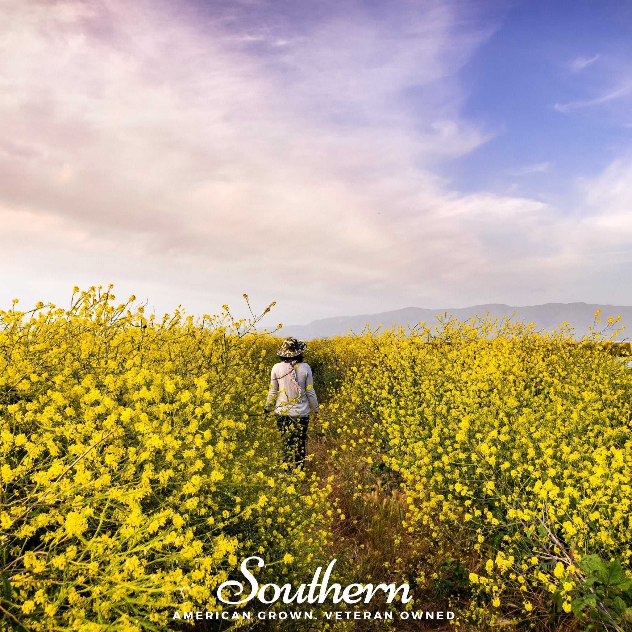 Mustard, Black (Brassica Nigra) - 500 Seeds - Southern Seed Exchange