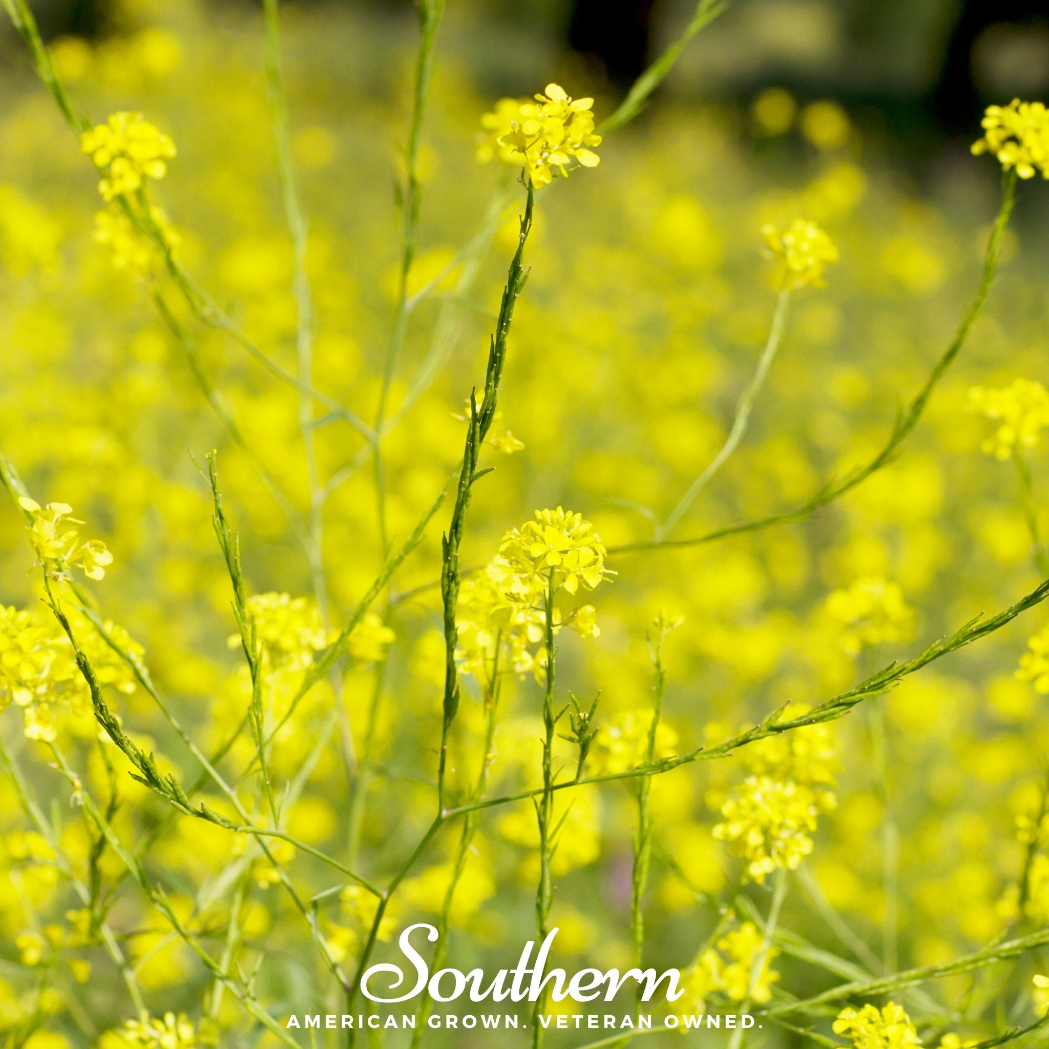 Mustard, Black (Brassica Nigra) - 500 Seeds - Southern Seed Exchange