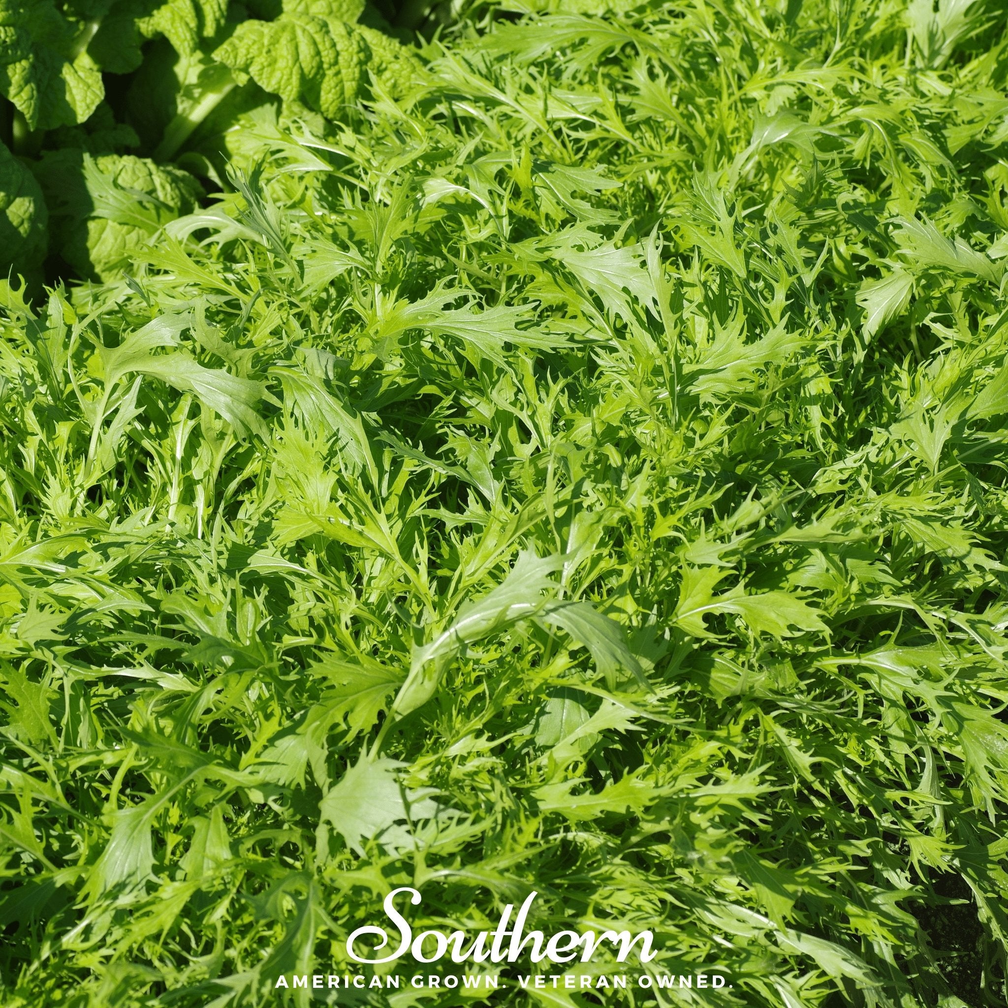 Mustard, Mizuna Early (Brassica rapa) - 100 Seeds - Southern Seed Exchange