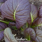 Mustard, Osaka Purple (Brassica juncea) - 100 Seeds - Southern Seed Exchange