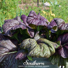 Mustard, Osaka Purple (Brassica juncea) - 100 Seeds - Southern Seed Exchange