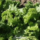 Mustard, Southern Giant (Brassica juncea) - 250 Seeds - Southern Seed Exchange