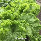 Mustard, Southern Giant (Brassica juncea) - 250 Seeds - Southern Seed Exchange