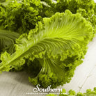 Mustard, Southern Giant (Brassica juncea) - 250 Seeds - Southern Seed Exchange