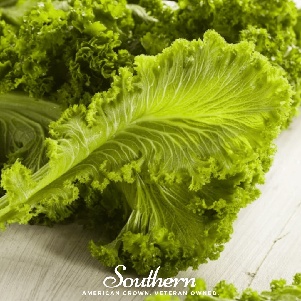 Mustard, Southern Giant (Brassica juncea) - 250 Seeds - Southern Seed Exchange