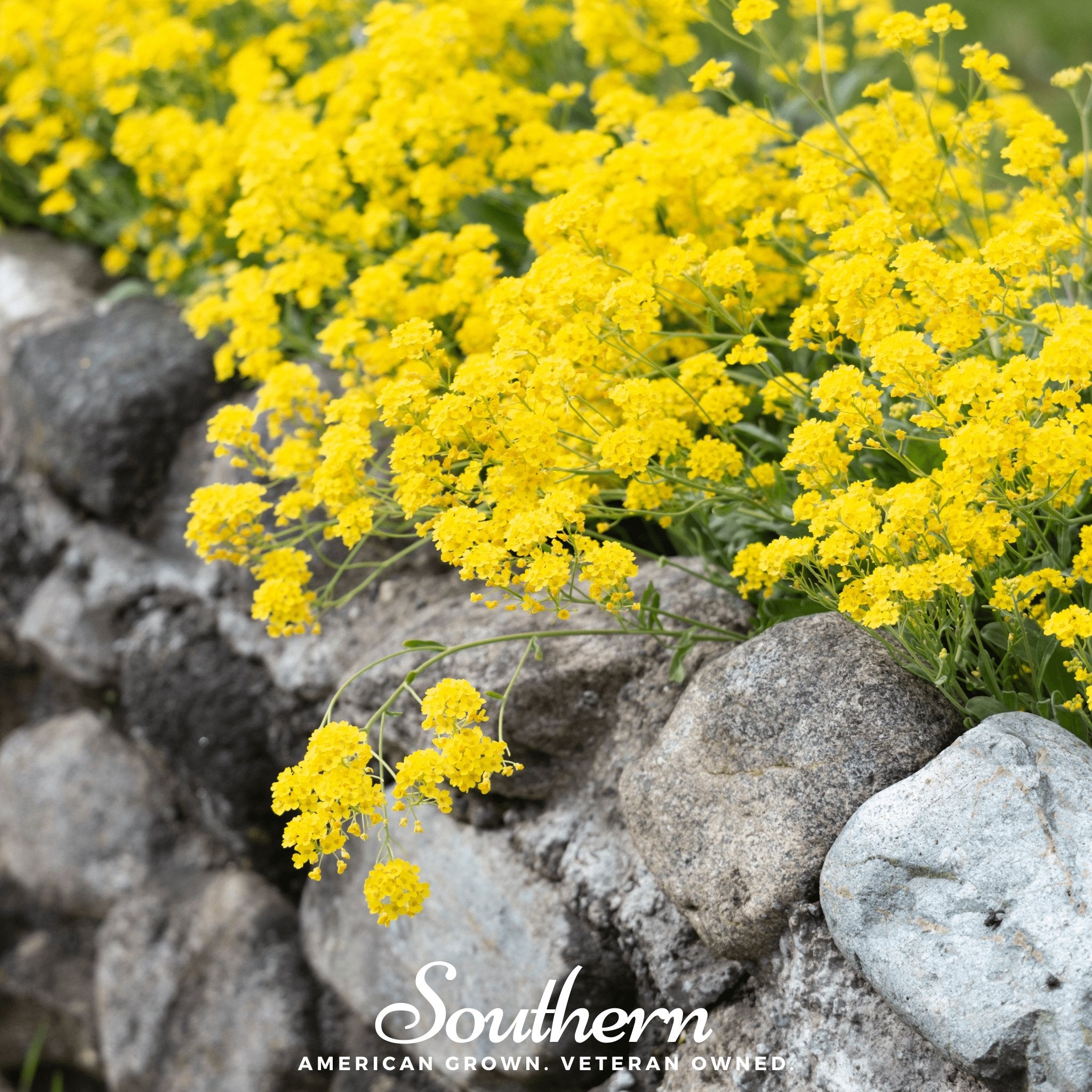 Mustard, Yellow (Sinapis alba) - 200 Seeds - Southern Seed Exchange