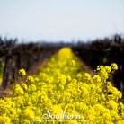 Mustard, Yellow (Sinapis alba) - 200 Seeds - Southern Seed Exchange