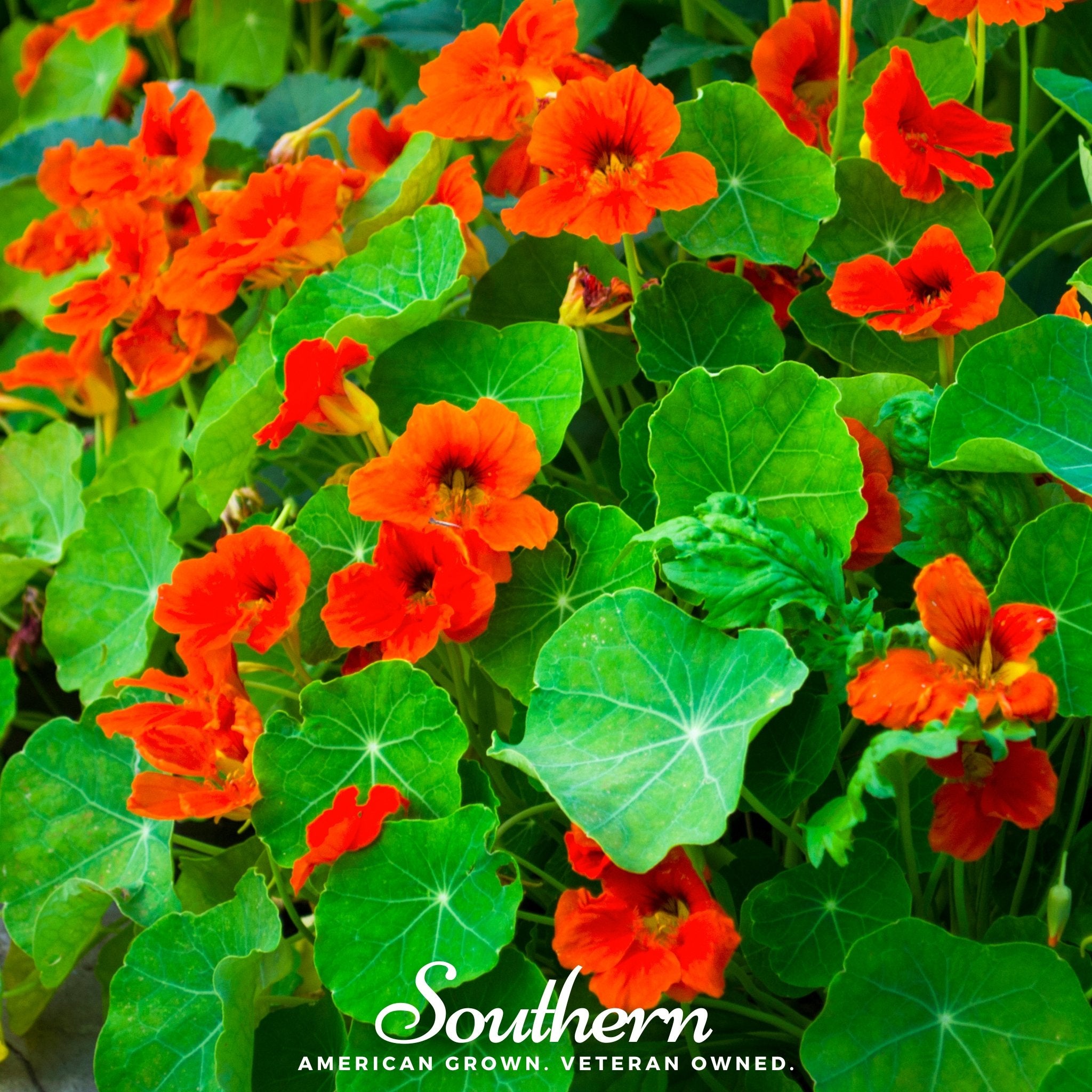 Nasturtium, Empress of India (Tropaeolum nanum) - 30 Seeds - Southern Seed Exchange