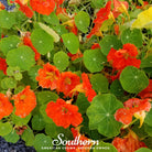 Nasturtium, Empress of India (Tropaeolum nanum) - 30 Seeds - Southern Seed Exchange