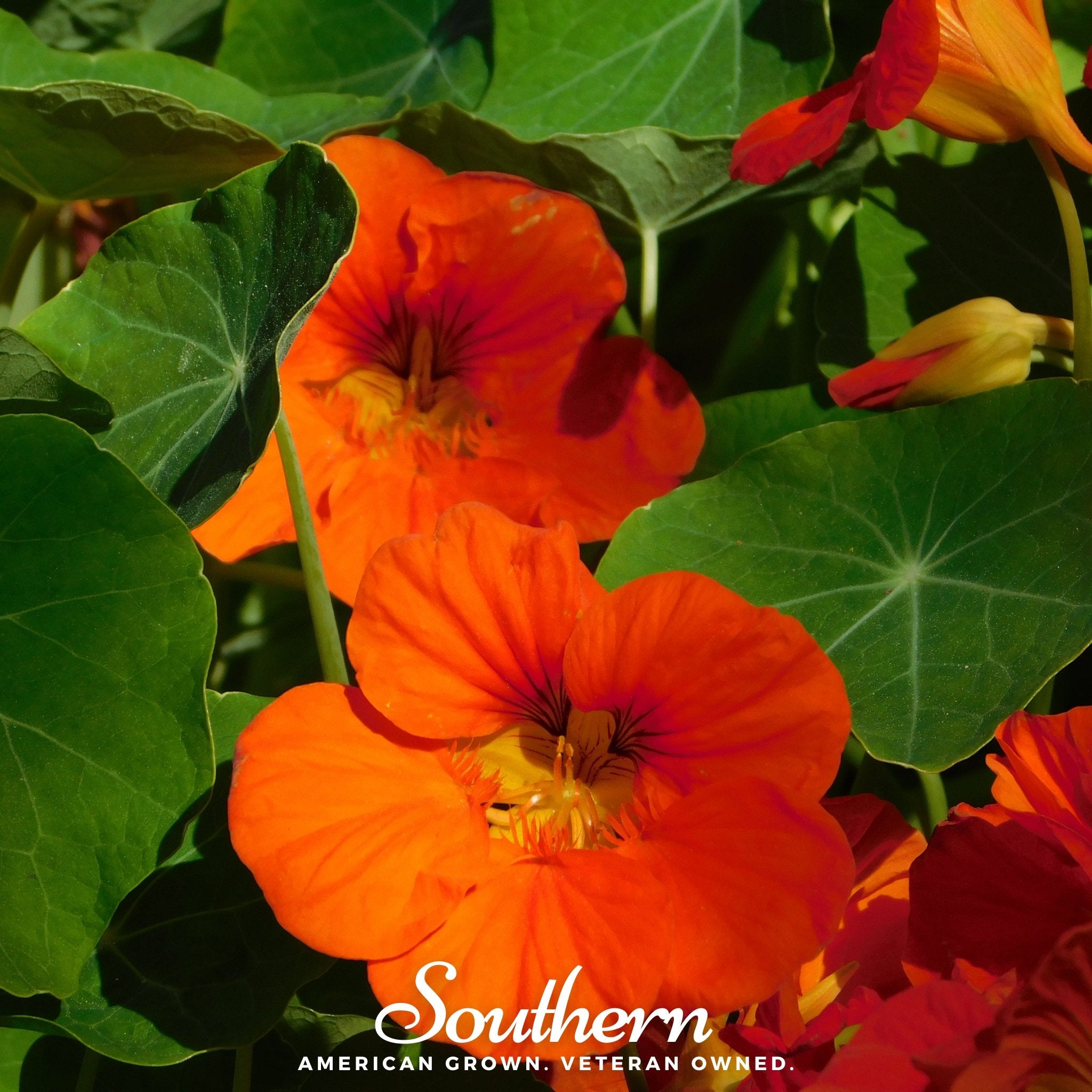 Nasturtium, Empress of India (Tropaeolum nanum) - 30 Seeds - Southern Seed Exchange