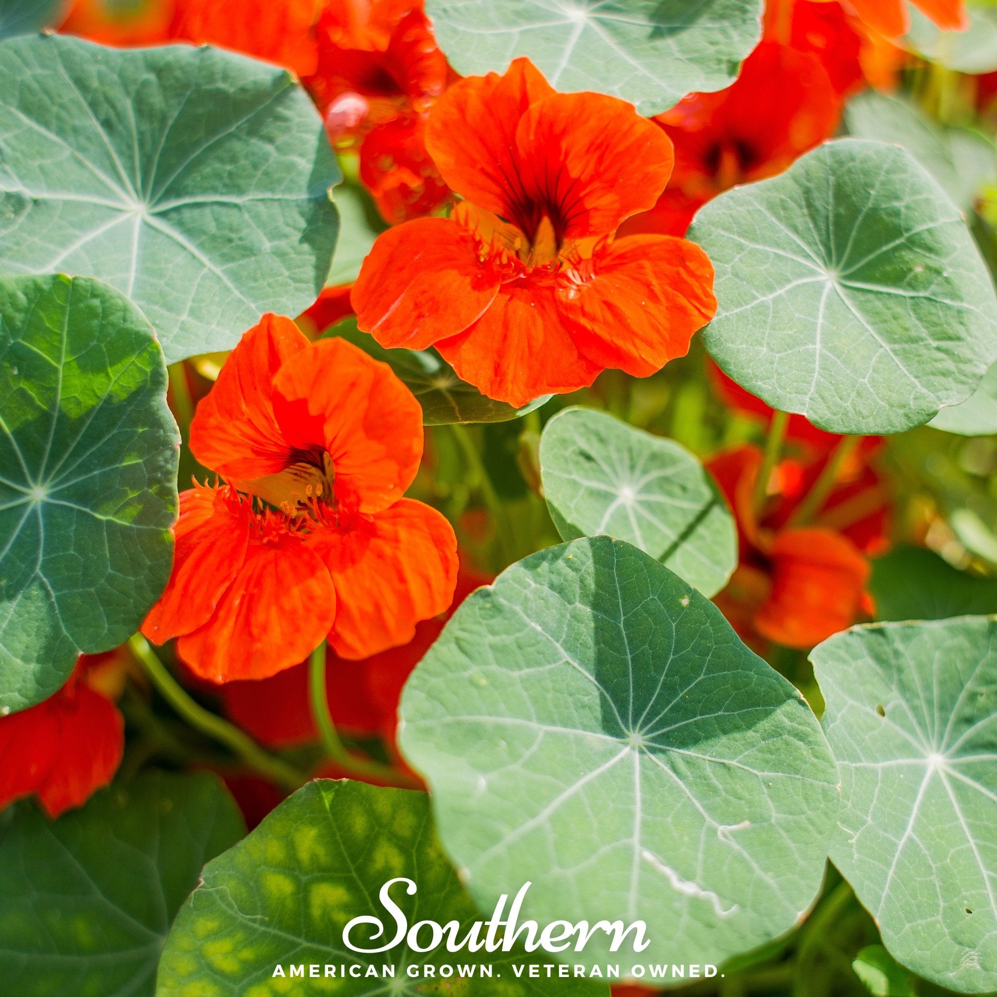 Nasturtium, Empress of India (Tropaeolum nanum) - 30 Seeds - Southern Seed Exchange