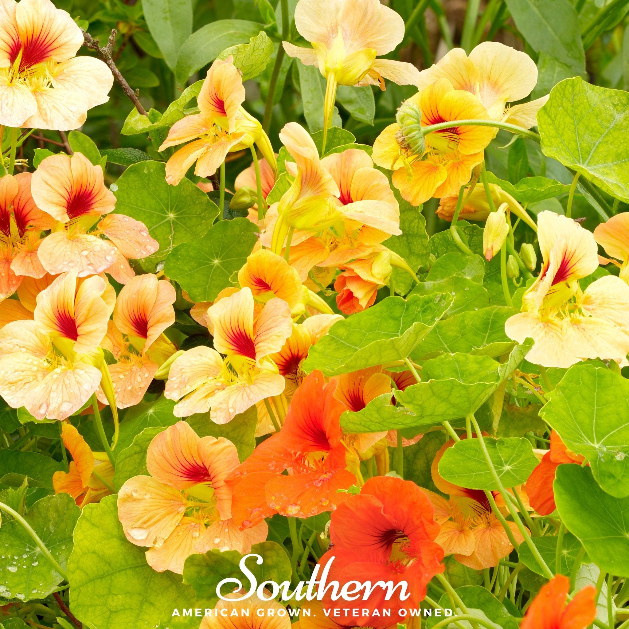 Nasturtium, Jewel Mix (Tropaeolum nanum) - 30 Seeds - Southern Seed Exchange