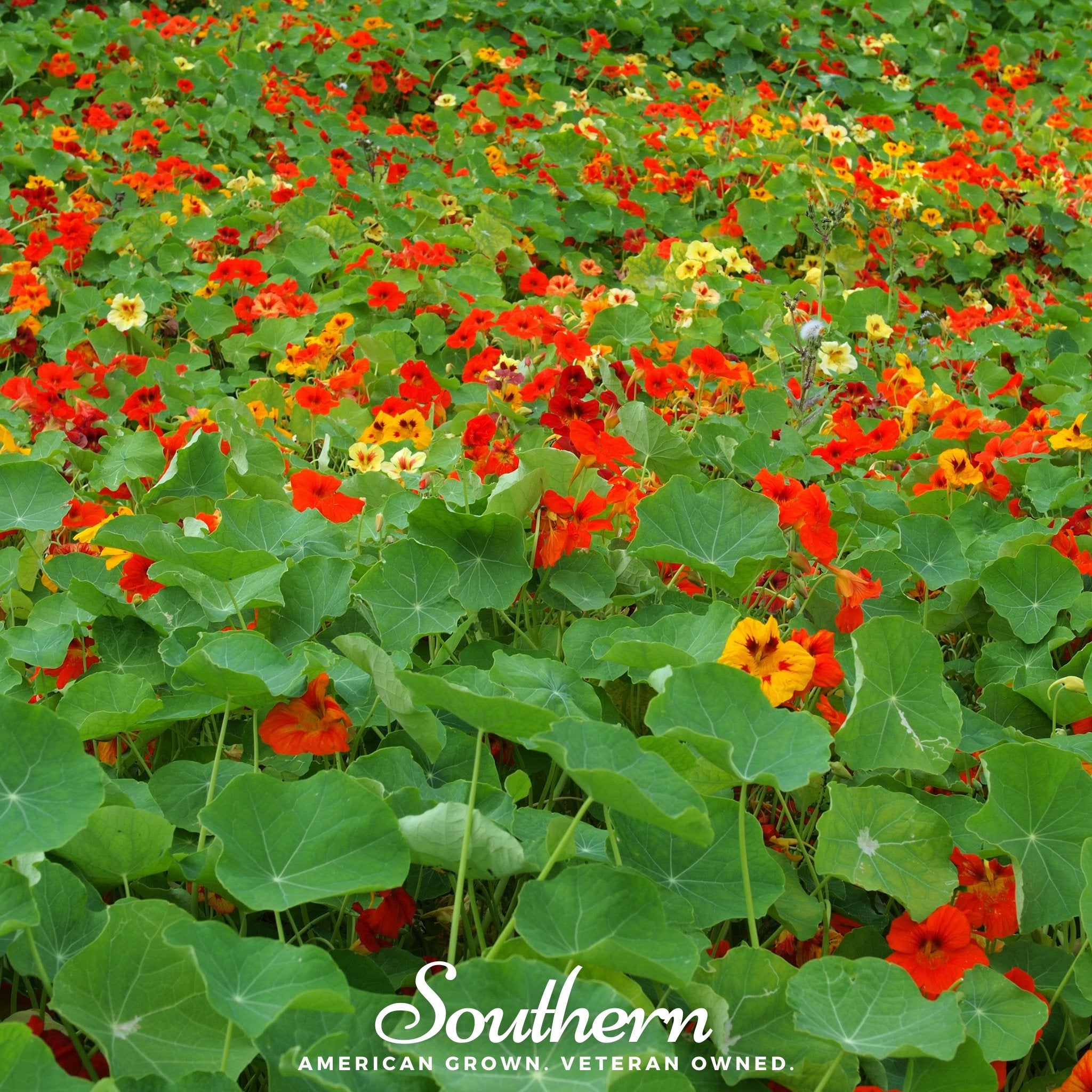 Nasturtium, Jewel Mix (Tropaeolum nanum) - 30 Seeds - Southern Seed Exchange