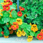 Nasturtium, Jewel Mix (Tropaeolum nanum) - 30 Seeds - Southern Seed Exchange