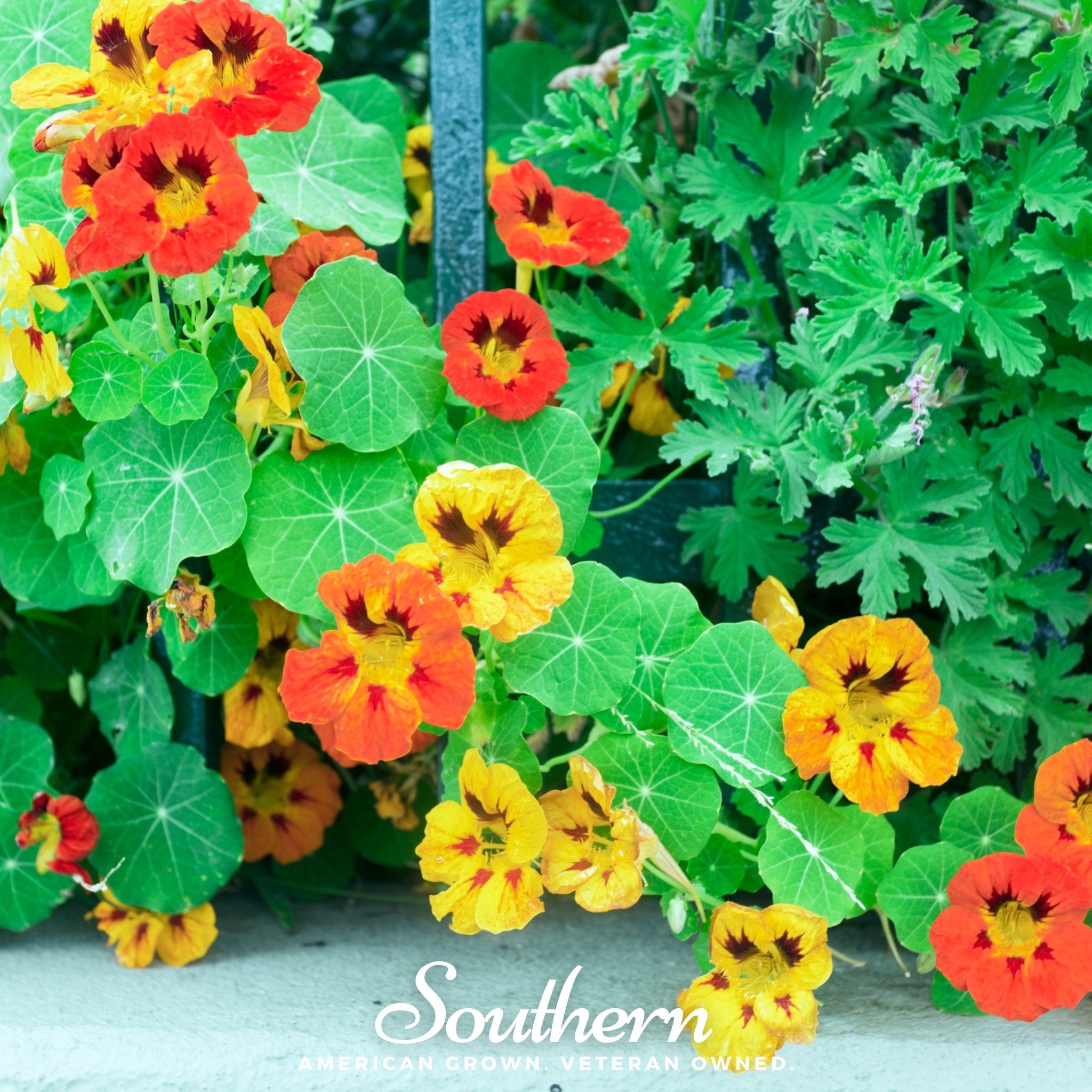 Nasturtium, Jewel Mix (Tropaeolum nanum) - 30 Seeds - Southern Seed Exchange