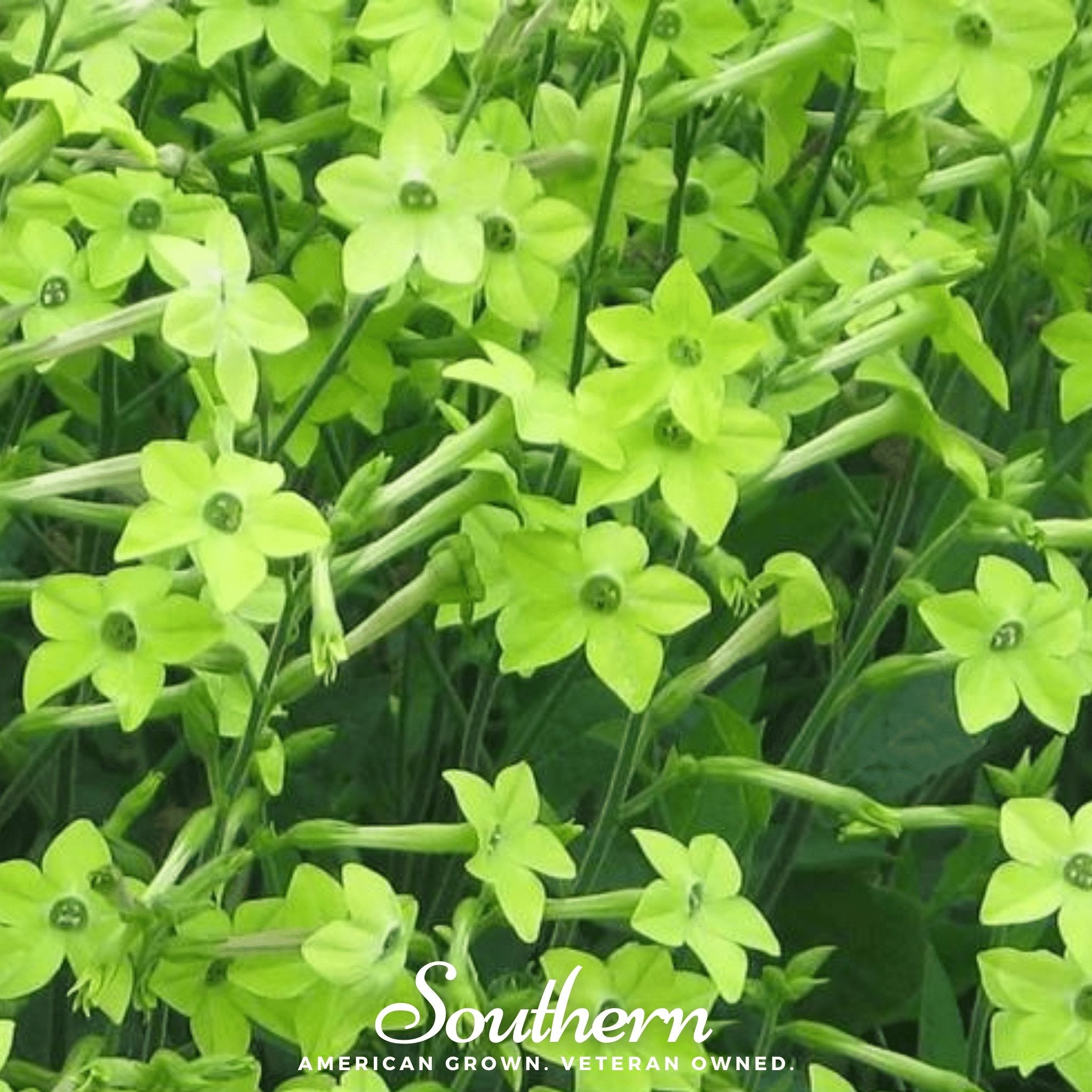 Nicotiana, Lime Green (Nicotiana alata) - 100 Seeds - Southern Seed Exchange