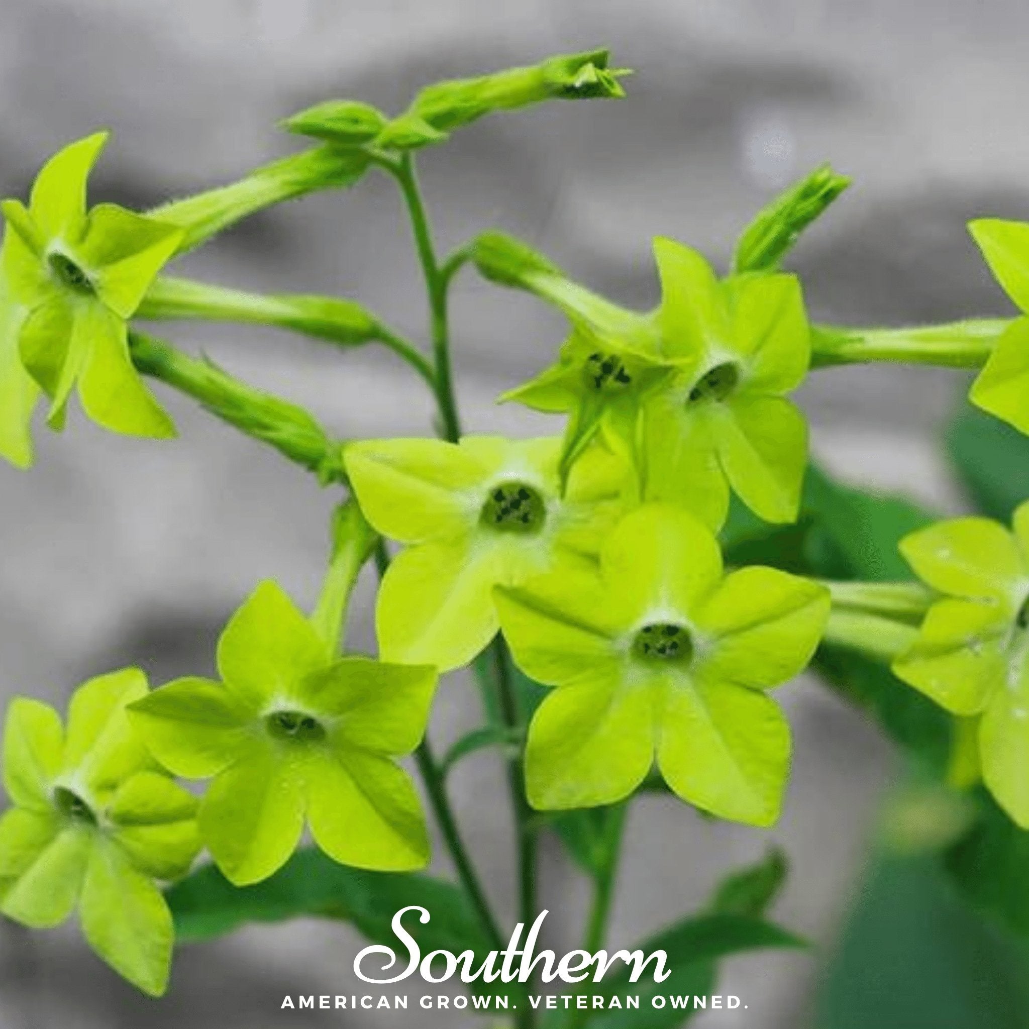 Nicotiana, Lime Green (Nicotiana alata) - 100 Seeds - Southern Seed Exchange