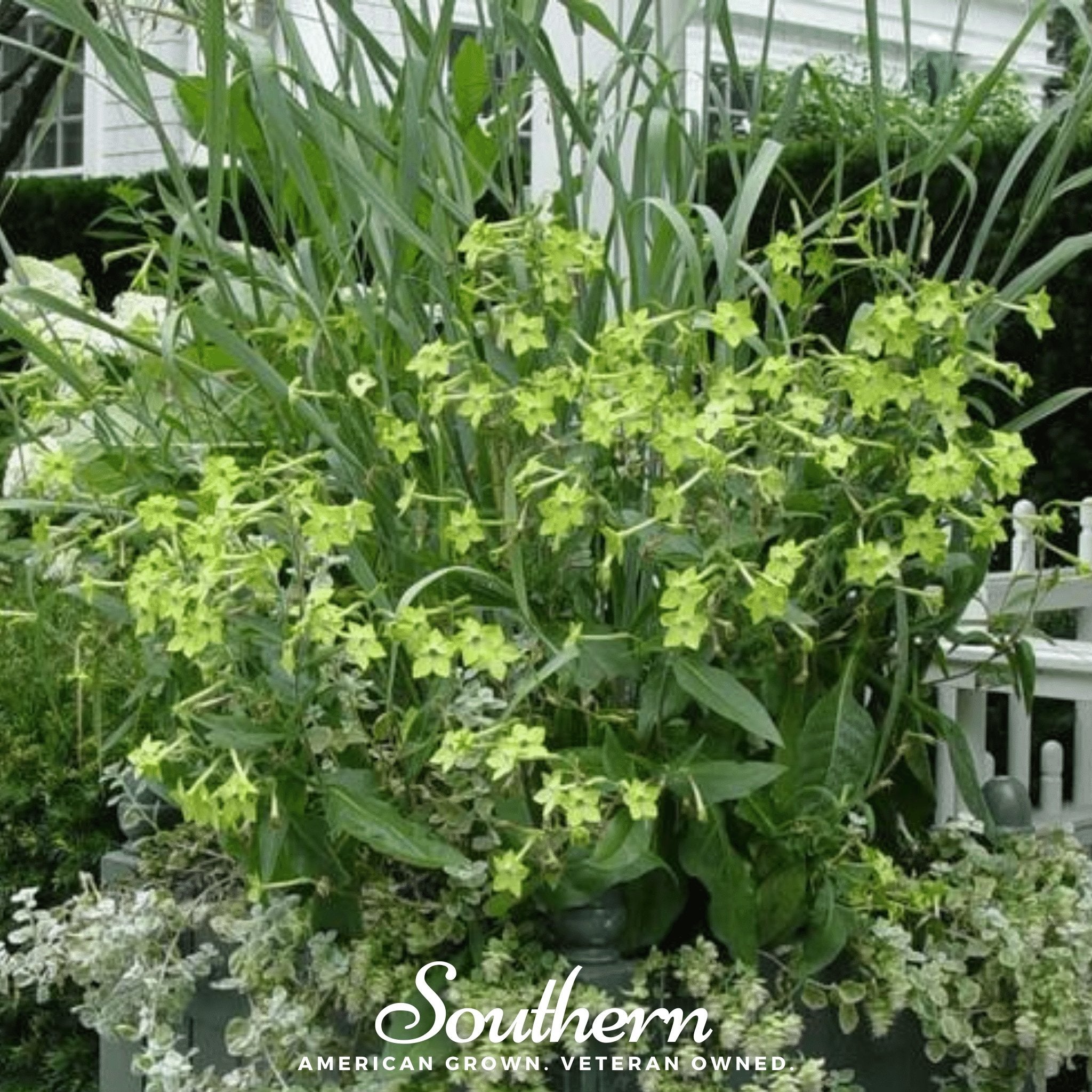 Nicotiana, Lime Green (Nicotiana alata) - 100 Seeds - Southern Seed Exchange