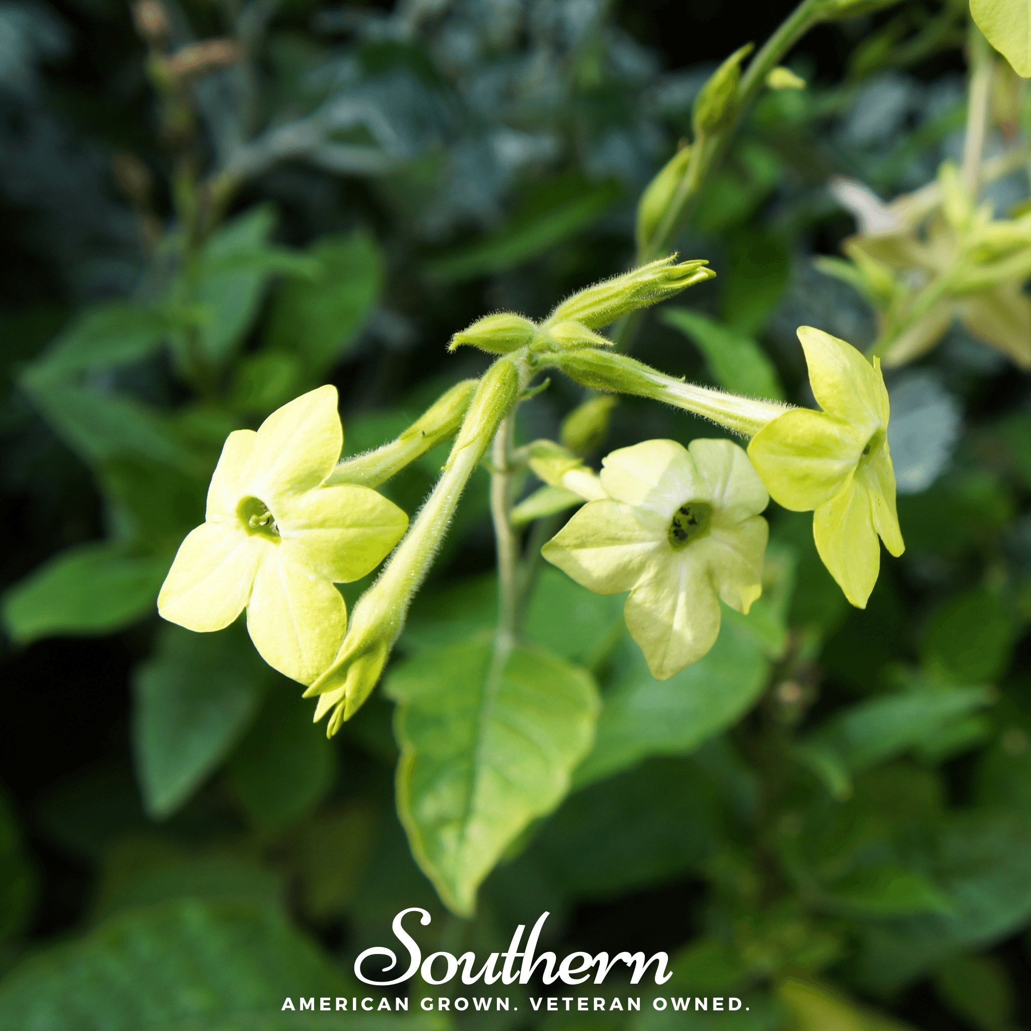 Nicotiana, Lime Green (Nicotiana alata) - 100 Seeds - Southern Seed Exchange