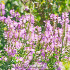 Obedient Plant (Physostegia virginiana) - 25 seeds - Southern Seed Exchange