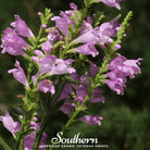 Obedient Plant (Physostegia virginiana) - 25 seeds - Southern Seed Exchange