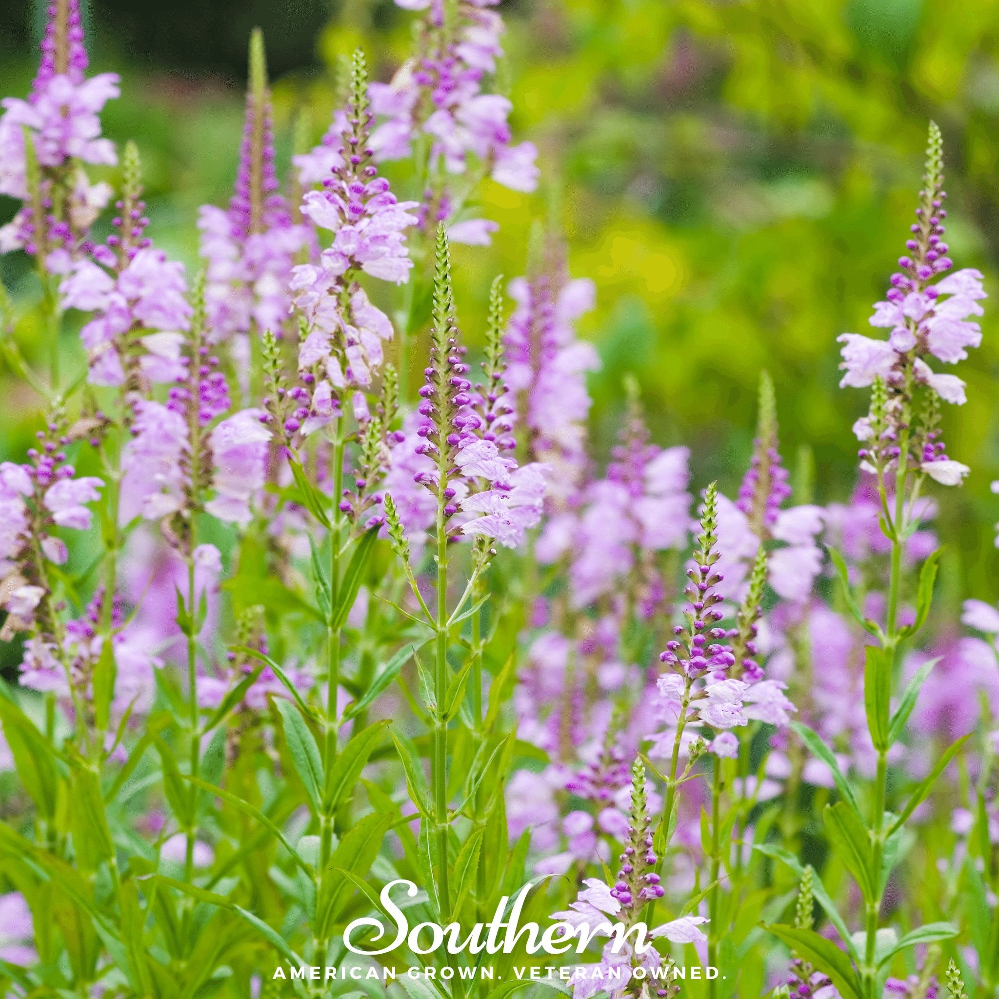 Obedient Plant (Physostegia virginiana) - 25 seeds - Southern Seed Exchange