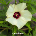 Okra, Clemson Spineless (Abelmoschus esculentus) - 50 Seeds - Southern Seed Exchange