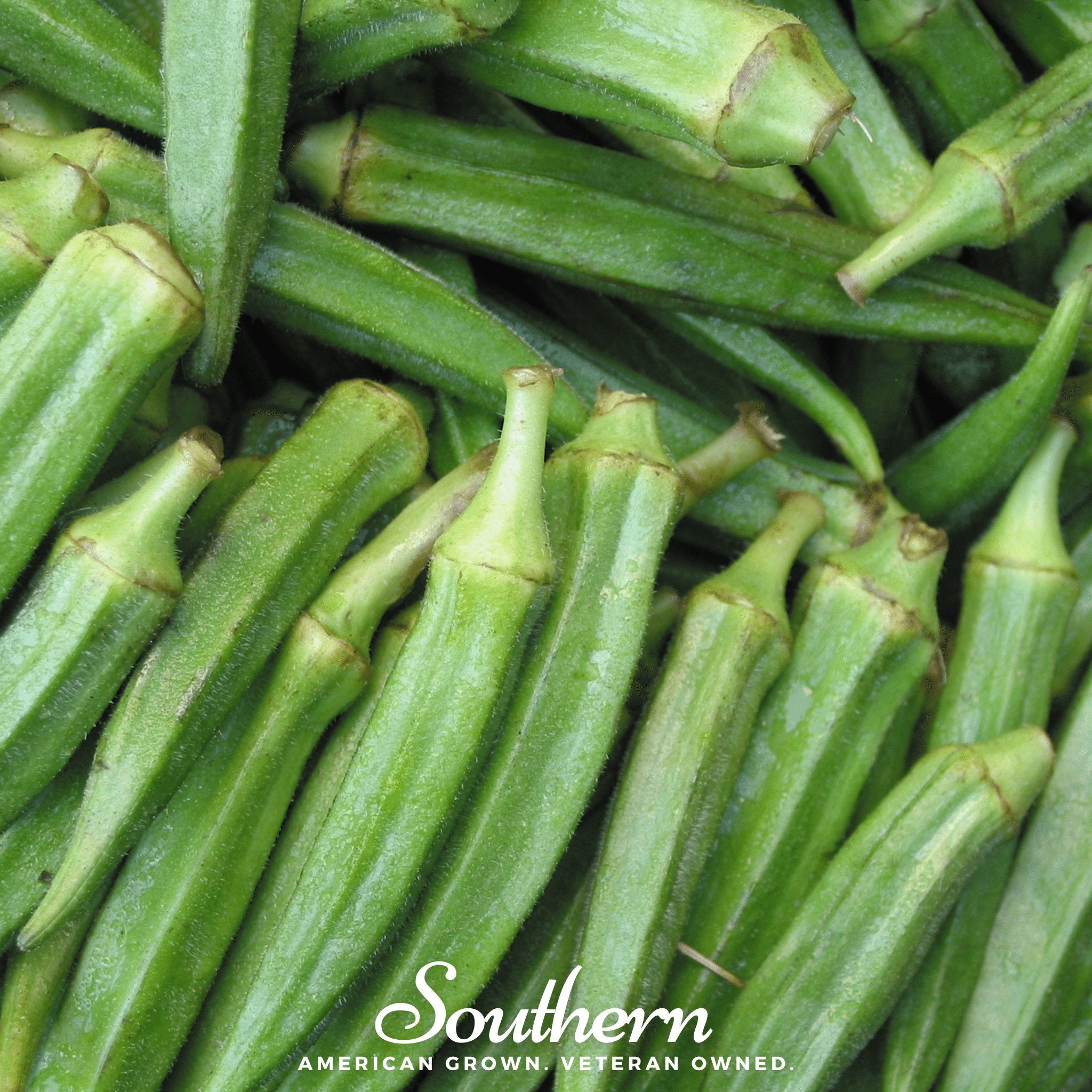 Okra, Clemson Spineless (Abelmoschus esculentus) - 50 Seeds - Southern Seed Exchange