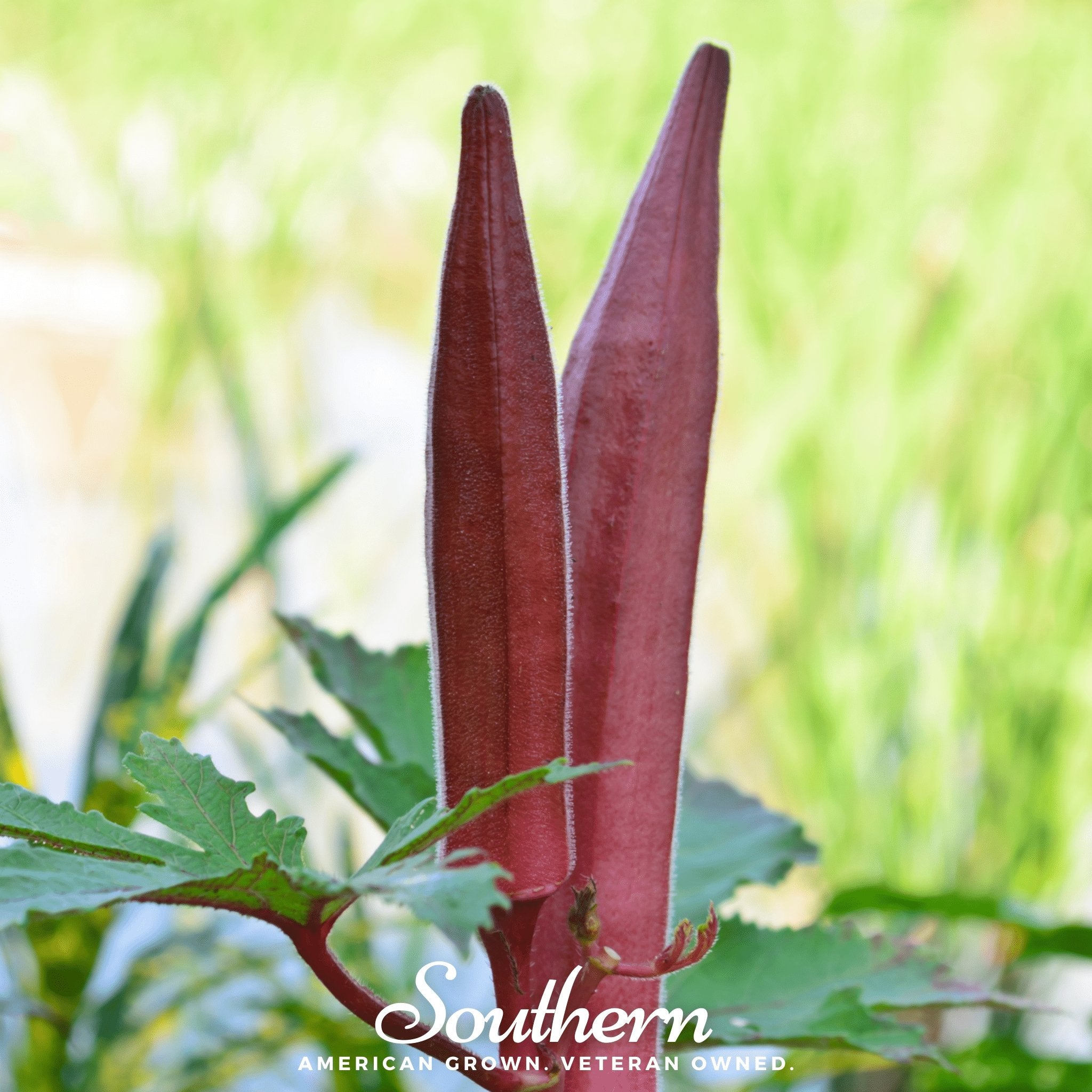 Okra, Red Burgundy (Abelmoschus esculentus) - 50 Seeds - Southern Seed Exchange