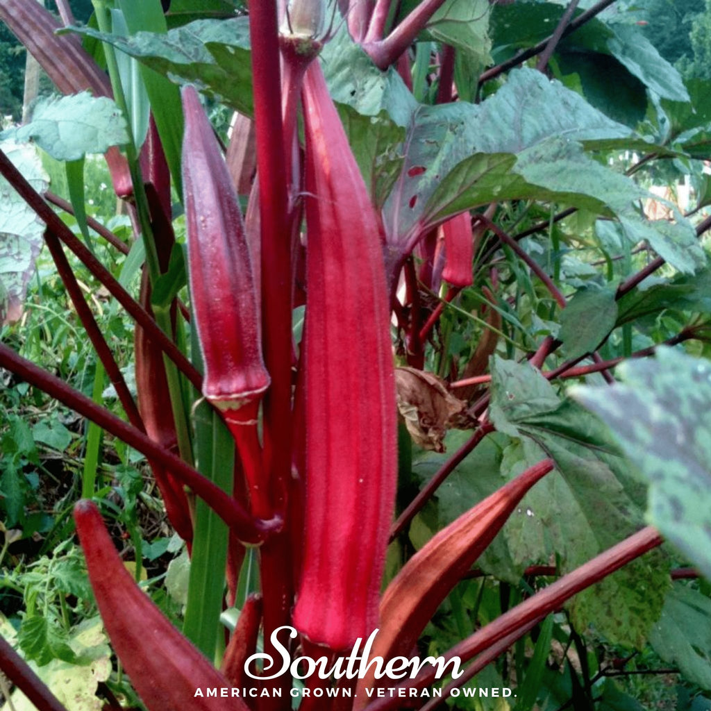 Okra, Red Burgundy (Abelmoschus esculentus) - 50 Seeds - Southern Seed Exchange