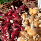 Onion, Cipollini Red (Allium fistulosum) - 100 - Southern Seed Exchange