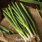 Onion, Evergreen Bunching (Allium fistulosum) - 200 Seeds - Southern Seed Exchange