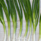 Onion, Evergreen Bunching (Allium fistulosum) - 200 Seeds - Southern Seed Exchange