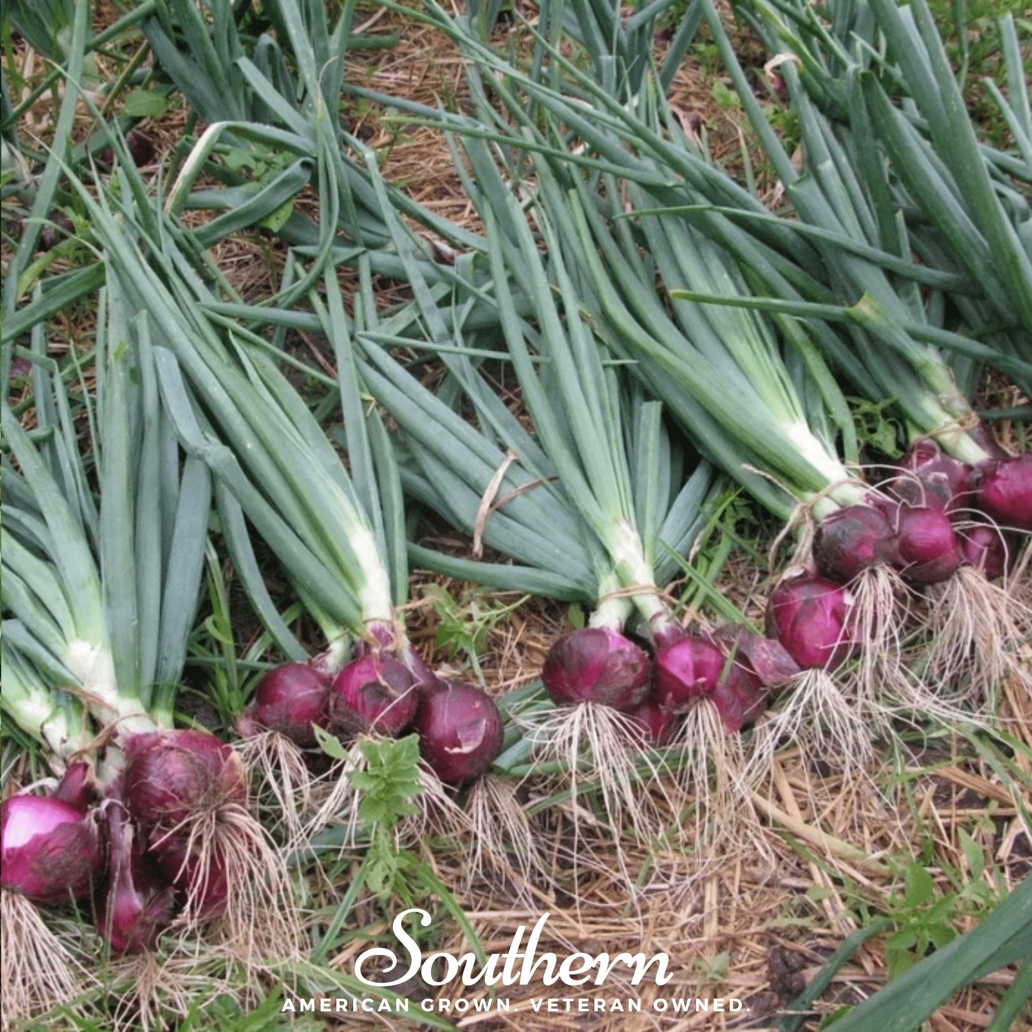 Onion, Red Burgundy (Allium cepa) - 100 Seeds - Southern Seed Exchange