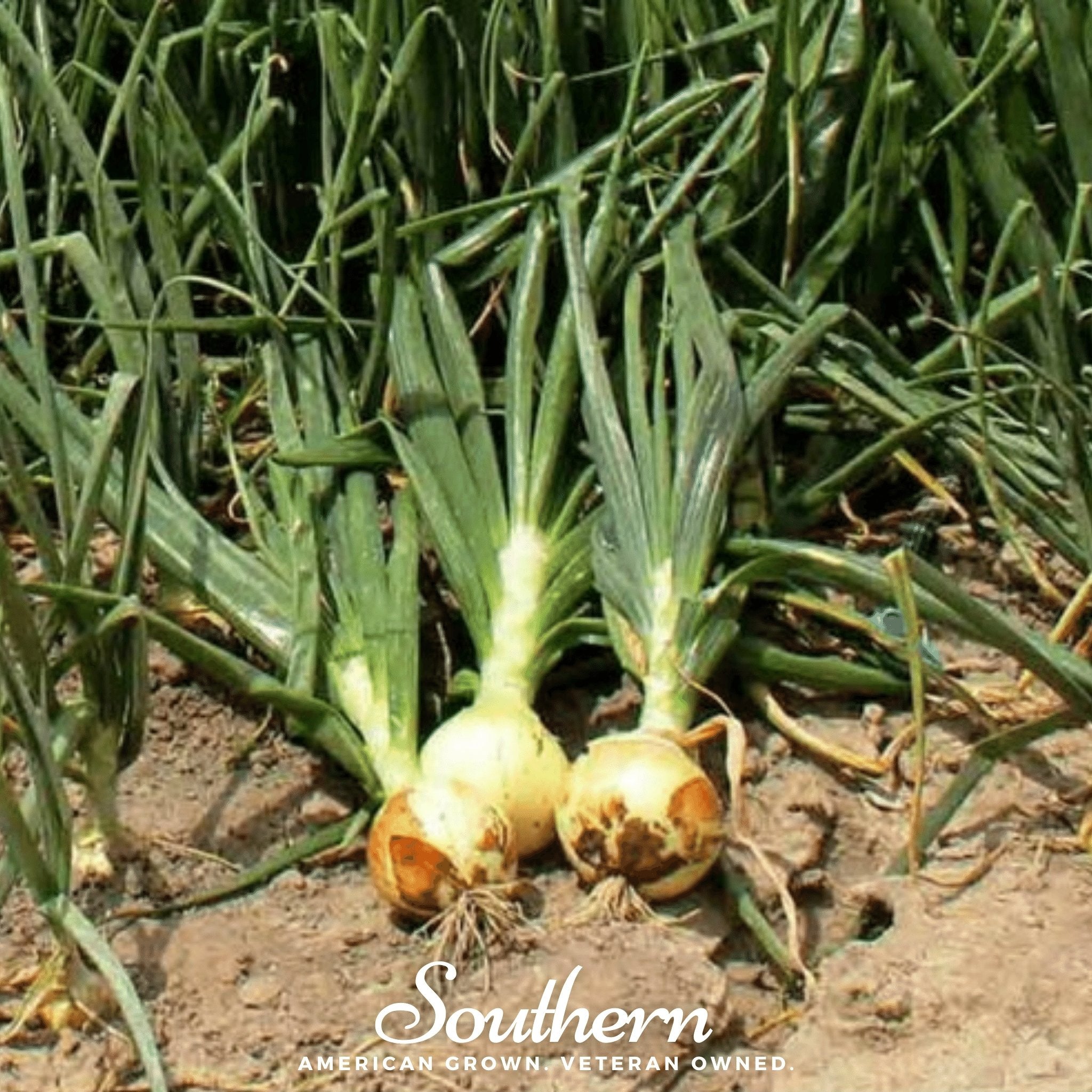 Onion, Spanish Yellow Sweet (Allium cepa) - 200 Seeds - Southern Seed Exchange