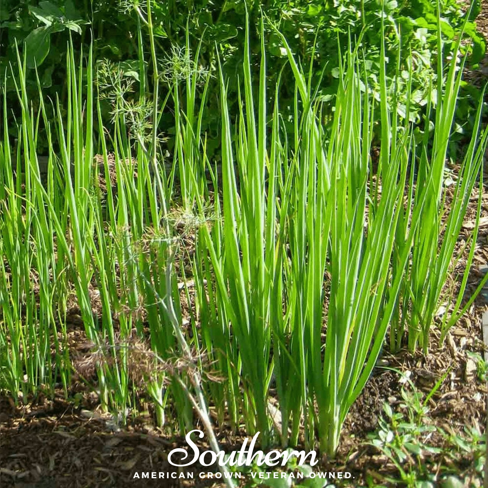 Onion, Tokyo Long White (Allium cepa) - 200 Seeds - Southern Seed Exchange