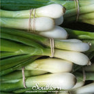 Onion, Tokyo Long White (Allium cepa) - 200 Seeds - Southern Seed Exchange