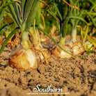 Onion, Utah Yellow Sweet Spanish (Allium cepa) - 200 Seeds - Southern Seed Exchange