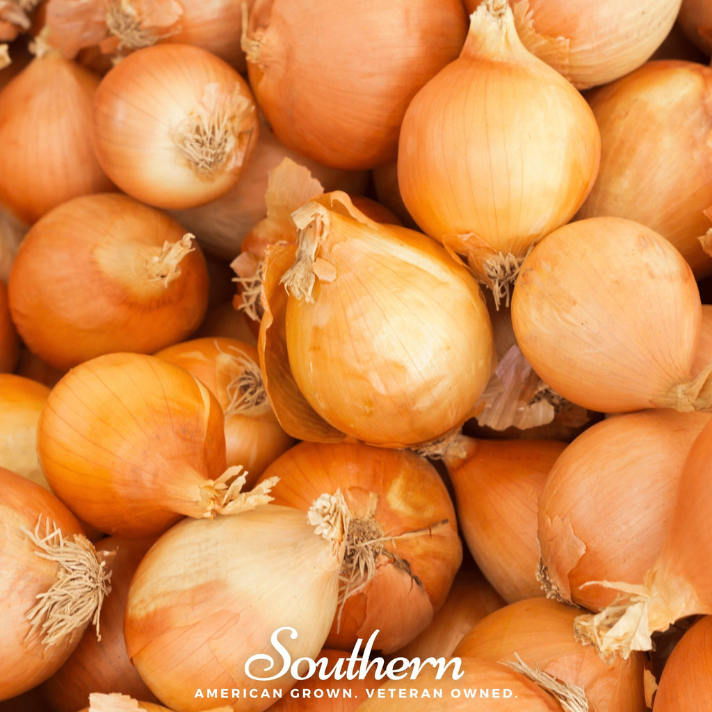 Onion, Utah Yellow Sweet Spanish (Allium cepa) - 200 Seeds - Southern Seed Exchange