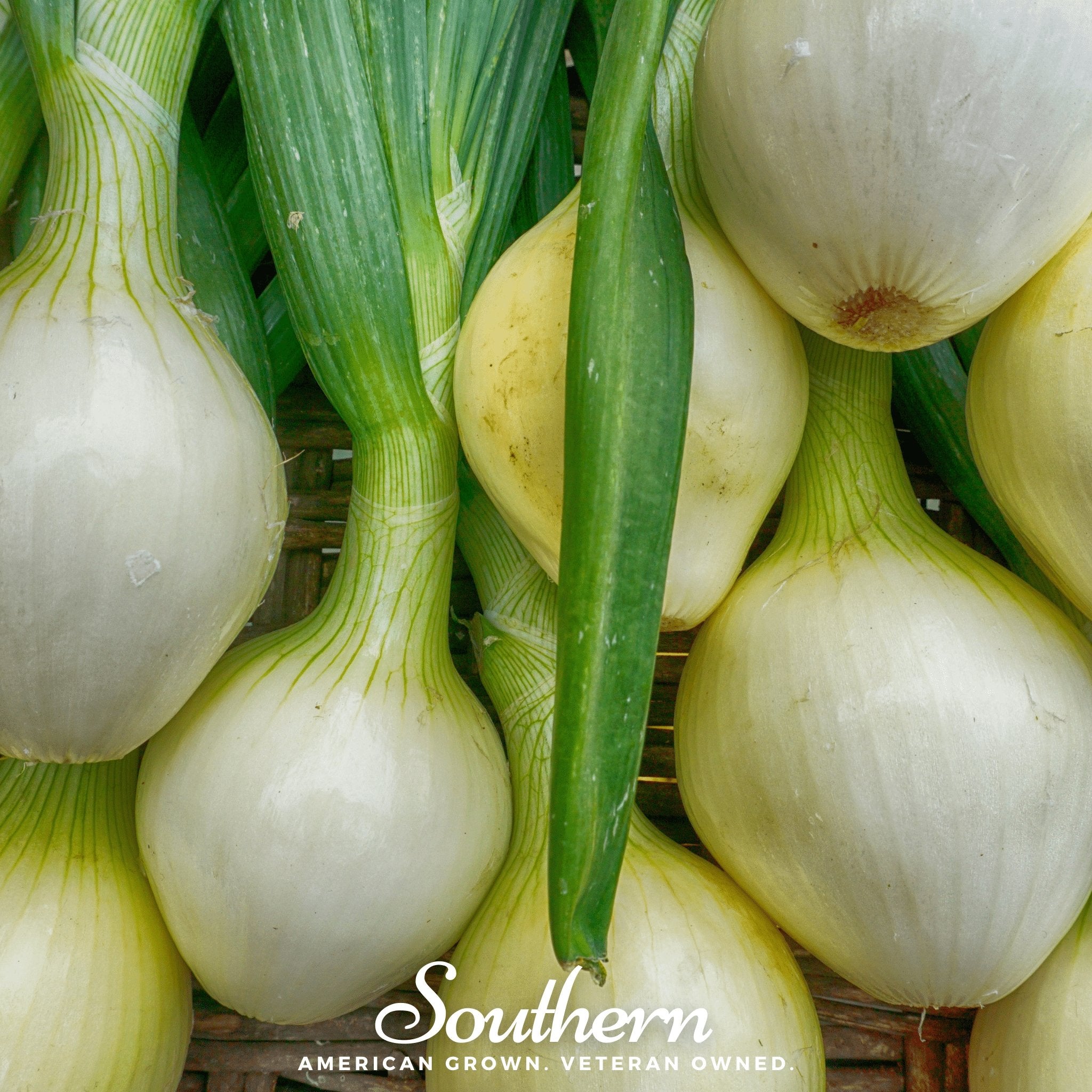 Onion, Walla Walla (Allium cepa) - 200 Seeds - Southern Seed Exchange