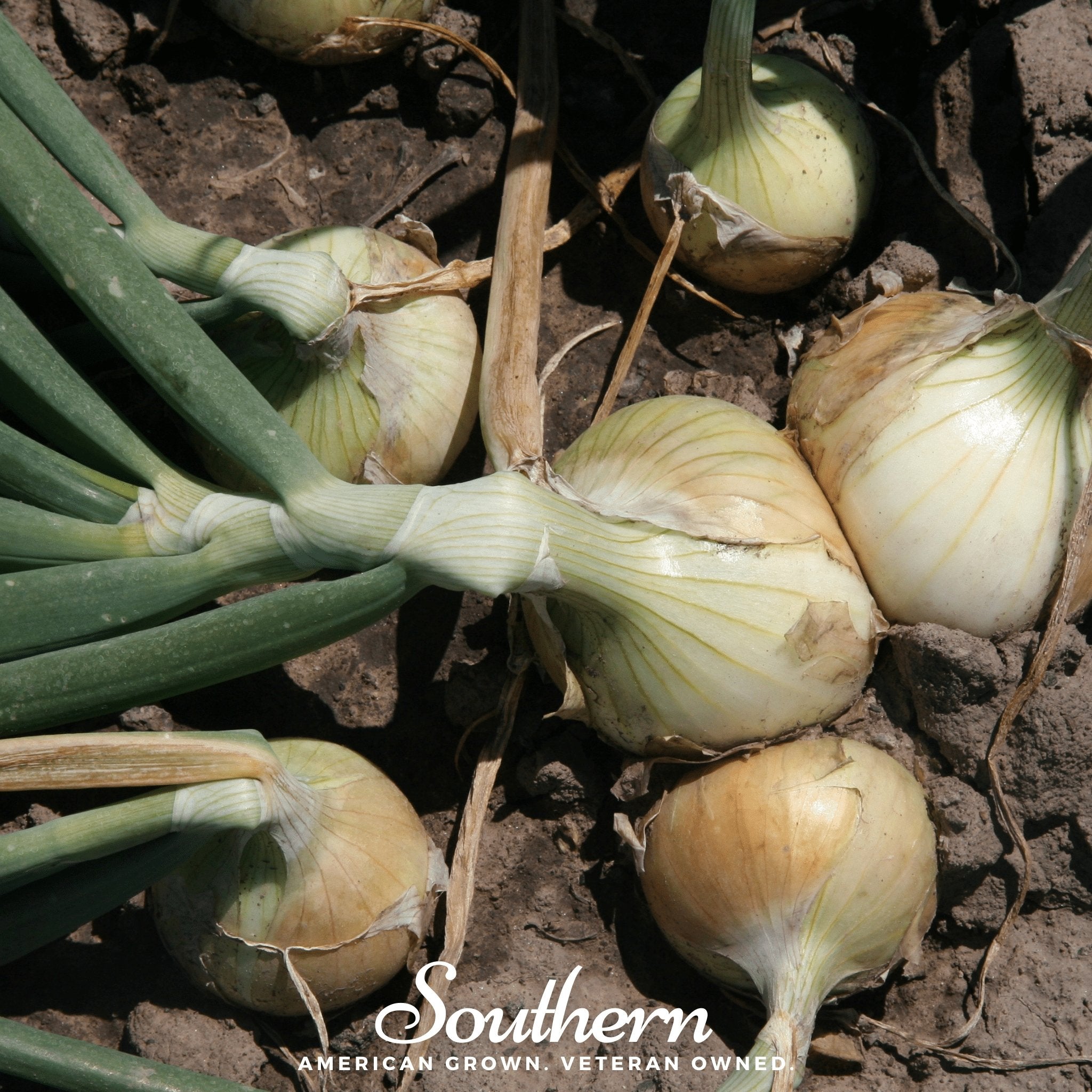 Onion, Walla Walla (Allium cepa) - 200 Seeds - Southern Seed Exchange