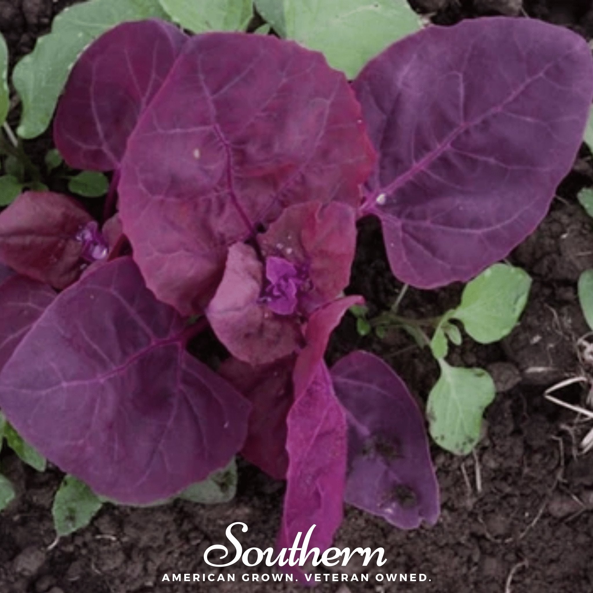 Orach, Red Plume (Atriplex Hortensis) - 25 Seeds - Southern Seed Exchange