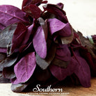 Orach, Red Plume (Atriplex Hortensis) - 25 Seeds - Southern Seed Exchange