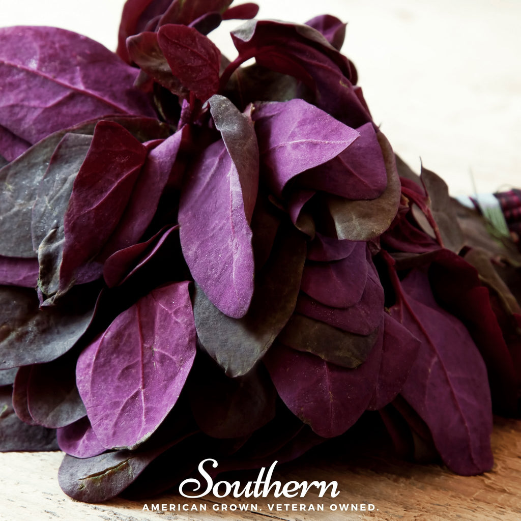 Orach, Red Plume (Atriplex Hortensis) - 25 Seeds - Southern Seed Exchange