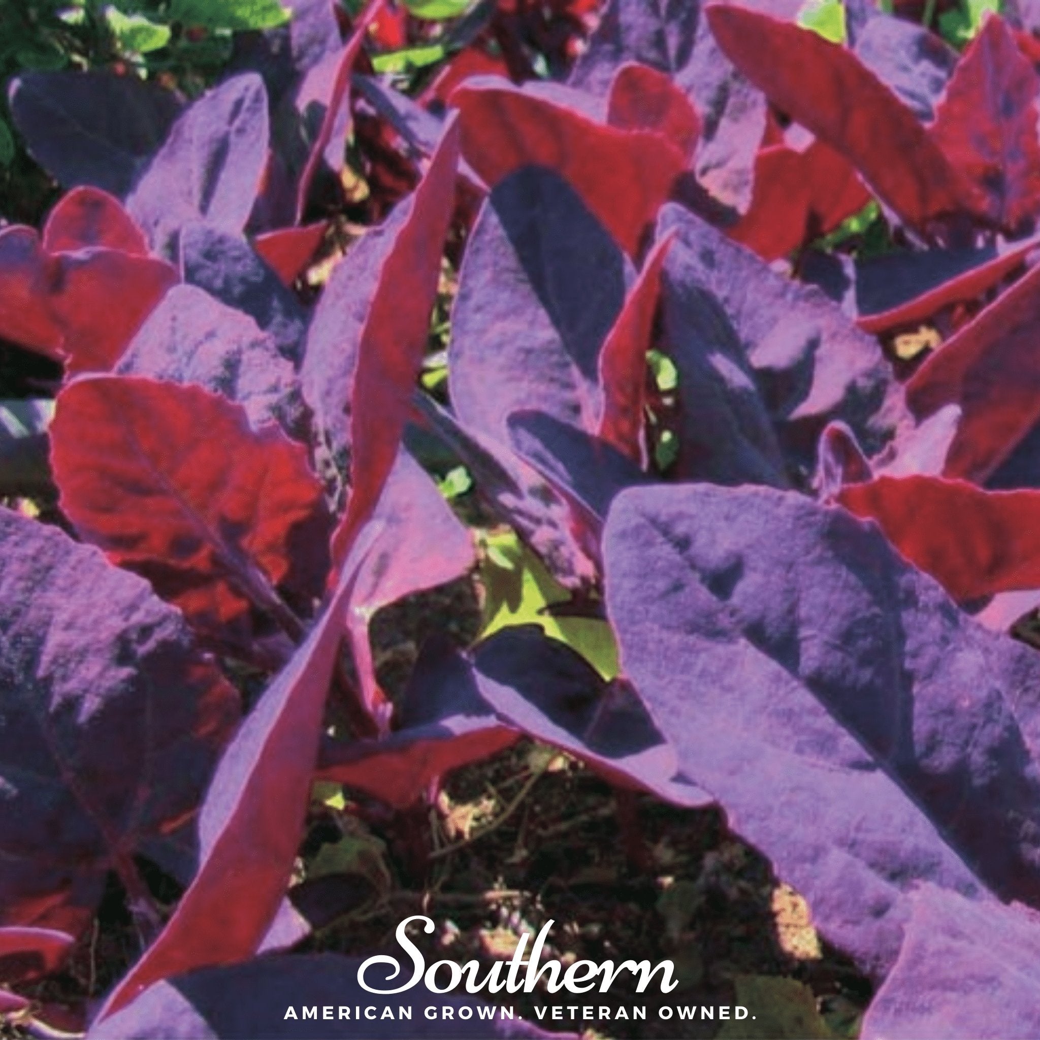 Orach, Ruby Red (Atriplex Hortensis) - 25 Seeds - Southern Seed Exchange