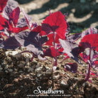 Orach, Ruby Red (Atriplex Hortensis) - 25 Seeds - Southern Seed Exchange