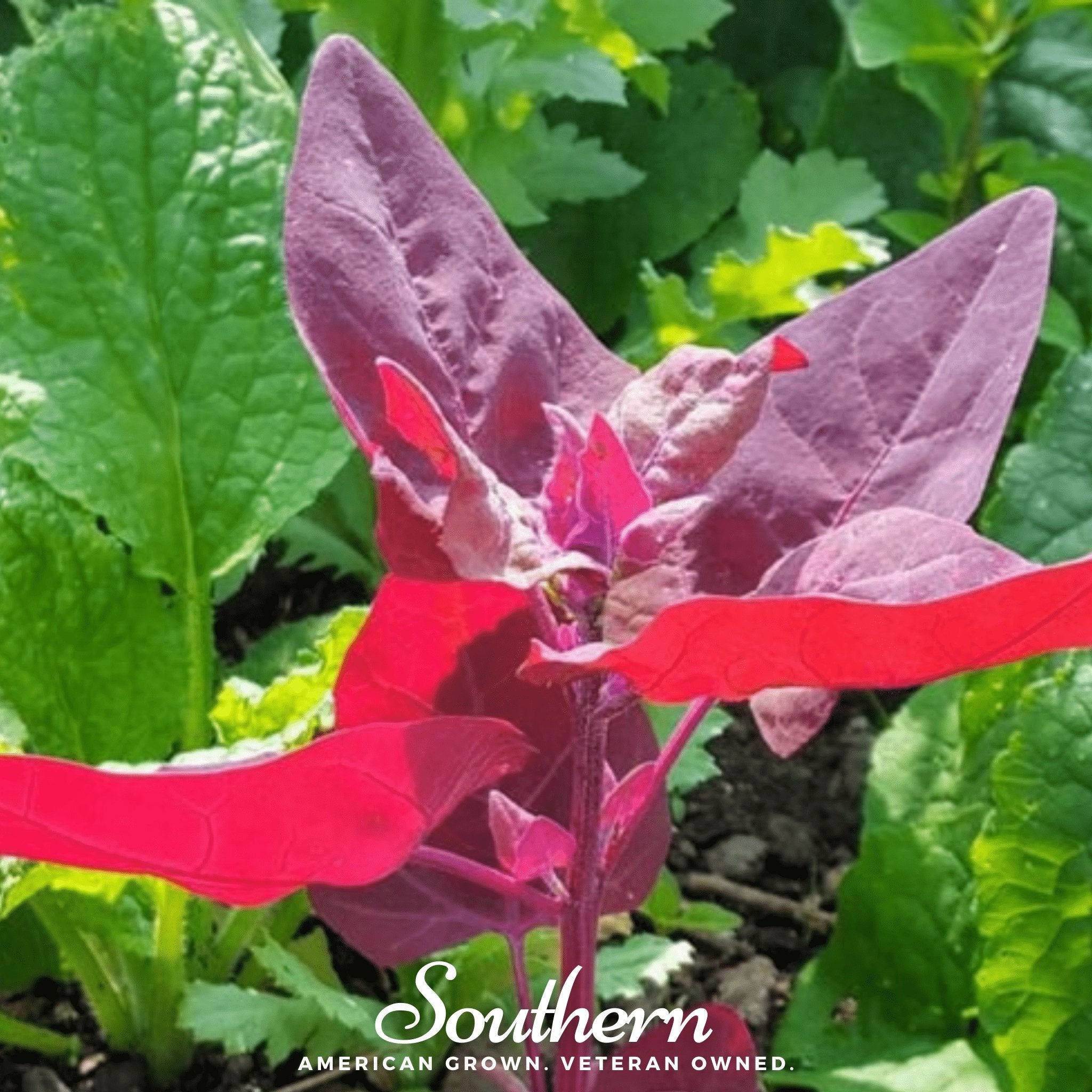 Orach, Ruby Red (Atriplex Hortensis) - 25 Seeds - Southern Seed Exchange